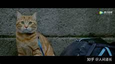 流浪猫鲍勃 本尊